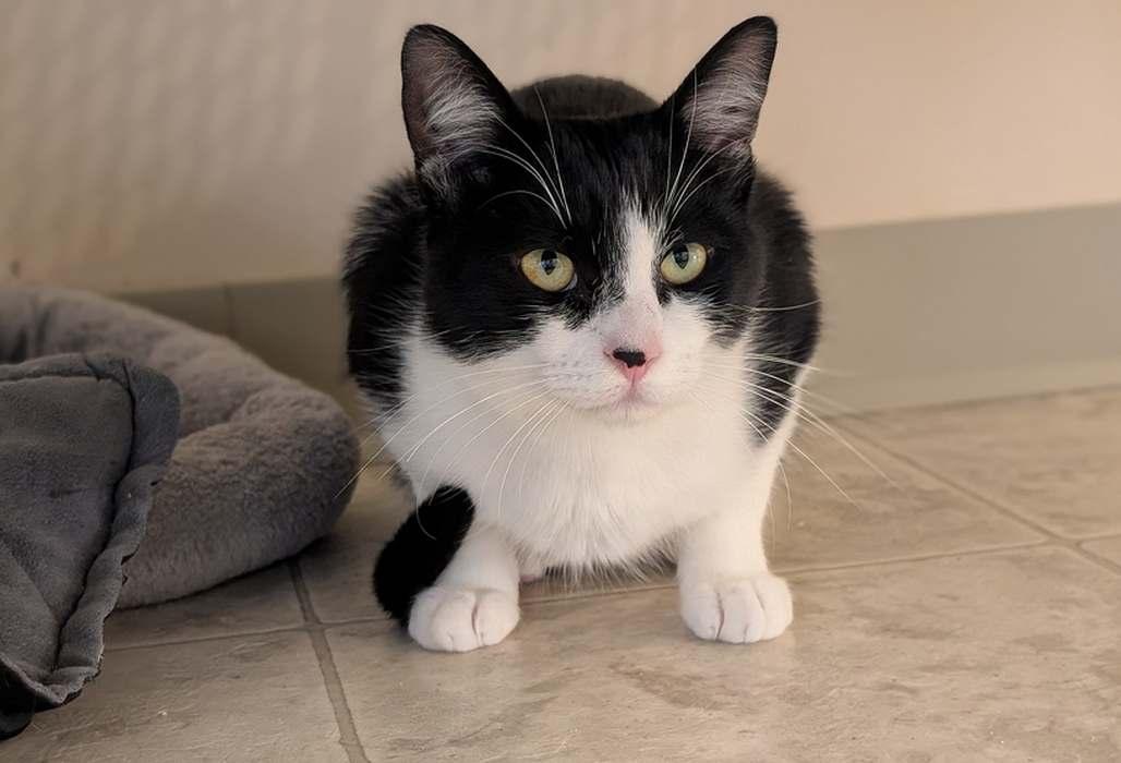 Enlarge PETER, an adopted Domestic Short Hair in Sequim, WA image 3/6