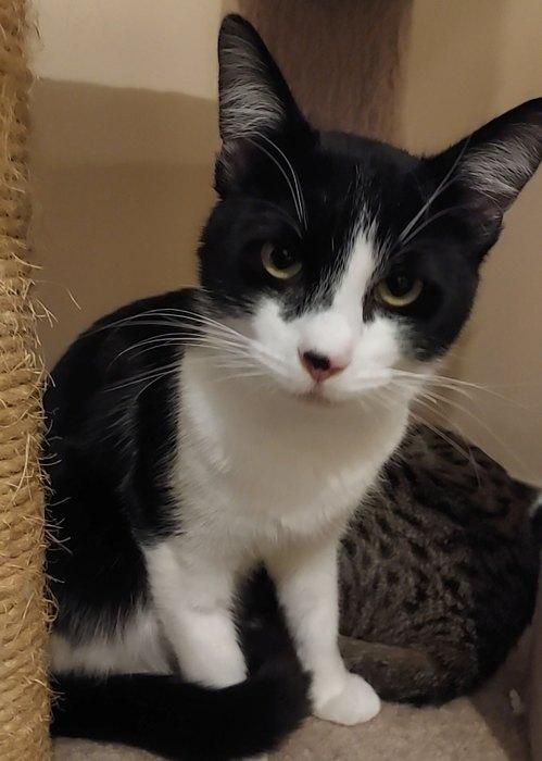 Enlarge PETER, a ADOPTABLE Domestic Short Hair in Sequim, WA image 2/2