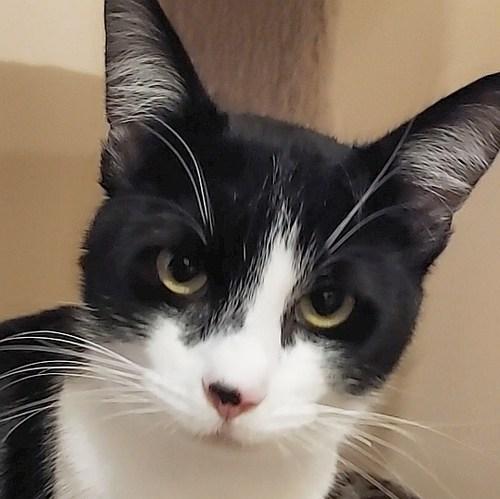 Enlarge PETER, a ADOPTABLE Domestic Short Hair in Sequim, WA image 1/2