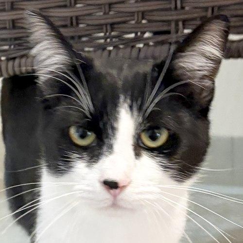 PETER, adopted, Young Male Domestic Short Hair.