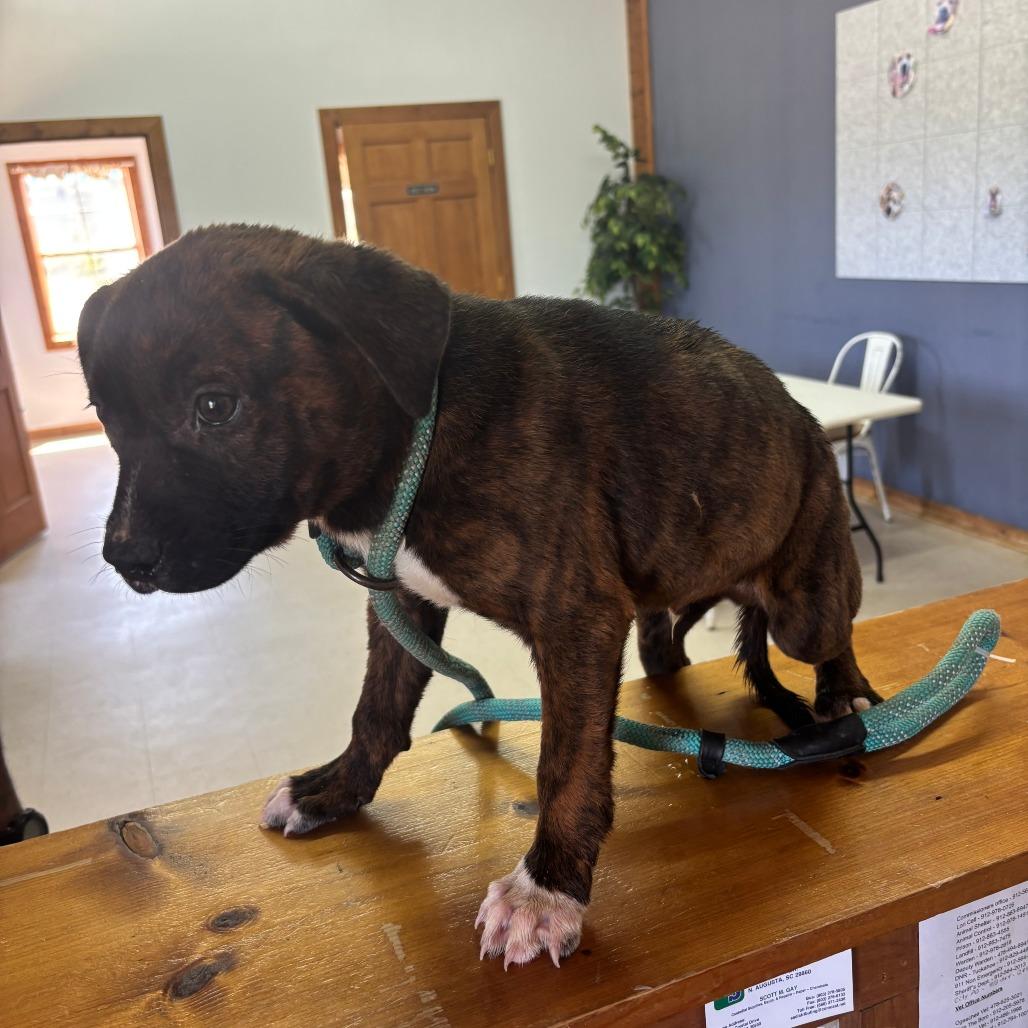 Logical, adopted, Adult Male Mixed Breed.