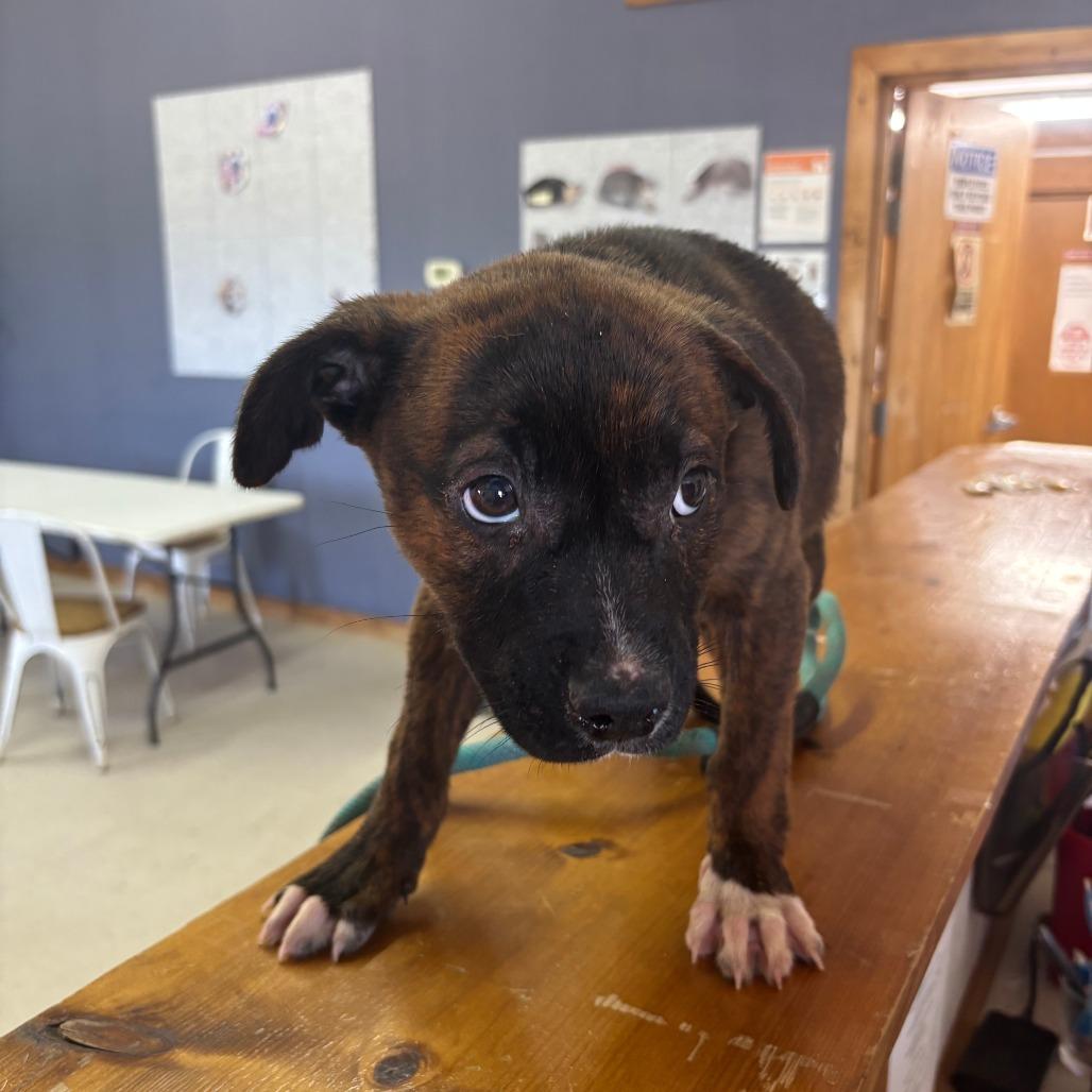 Enlarge Logical, an adopted Mixed Breed in Sylvania, GA image 2/3