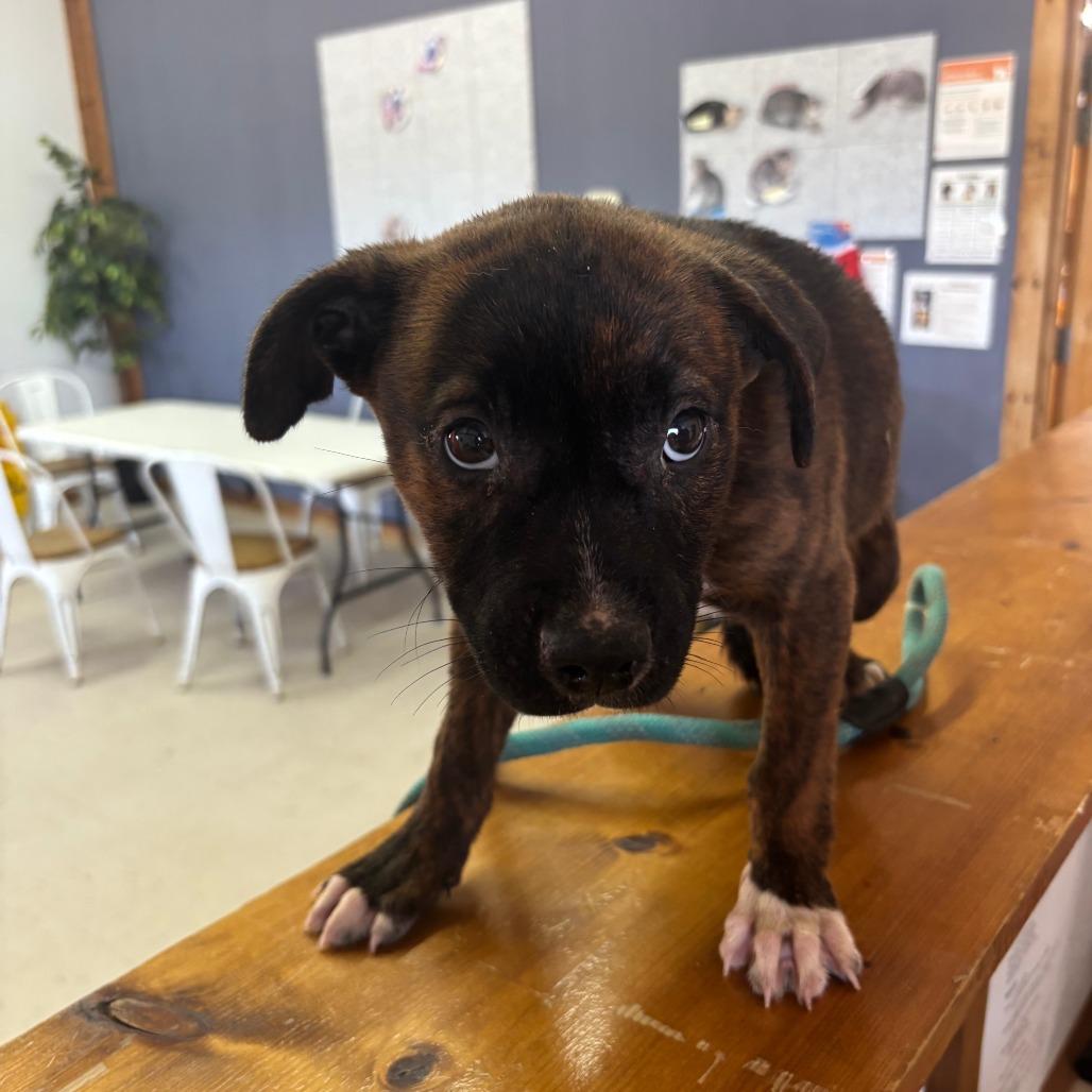 Enlarge Logical, an adopted Mixed Breed in Sylvania, GA image 3/3