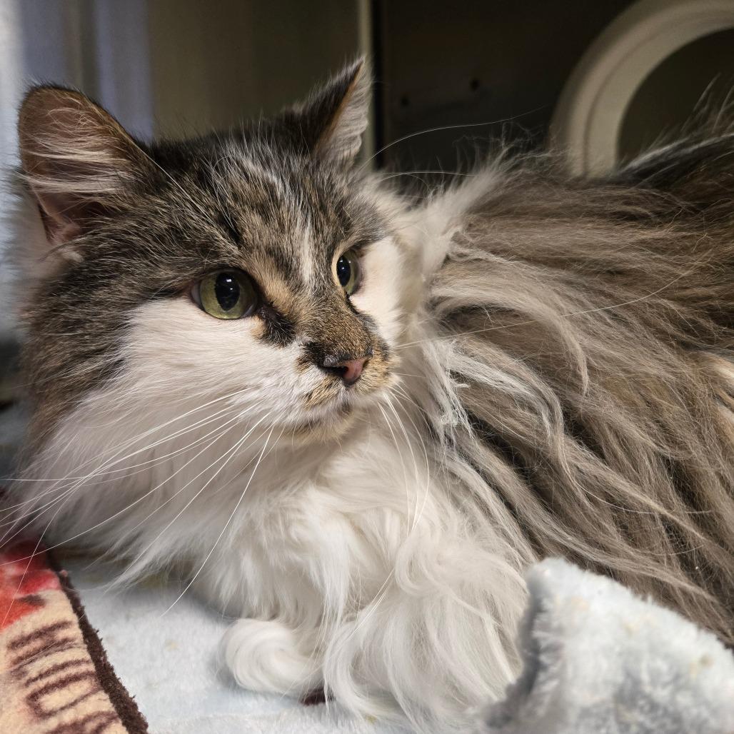 Enlarge Sweetie, a Adoptable Domestic Long Hair in Waukesha, WI image 1/1