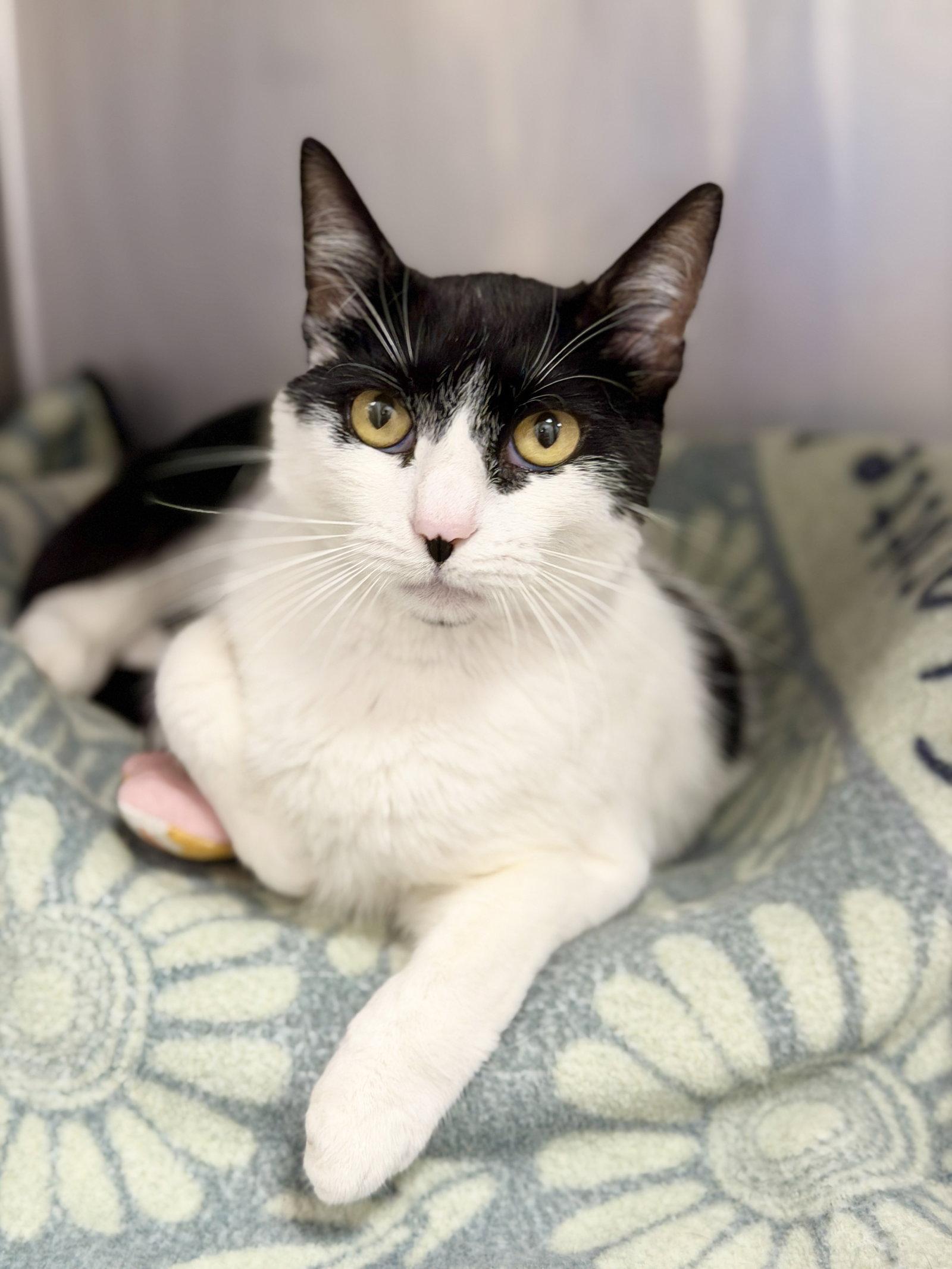 Zorro, Adoptable, Adult Male Domestic Short Hair.