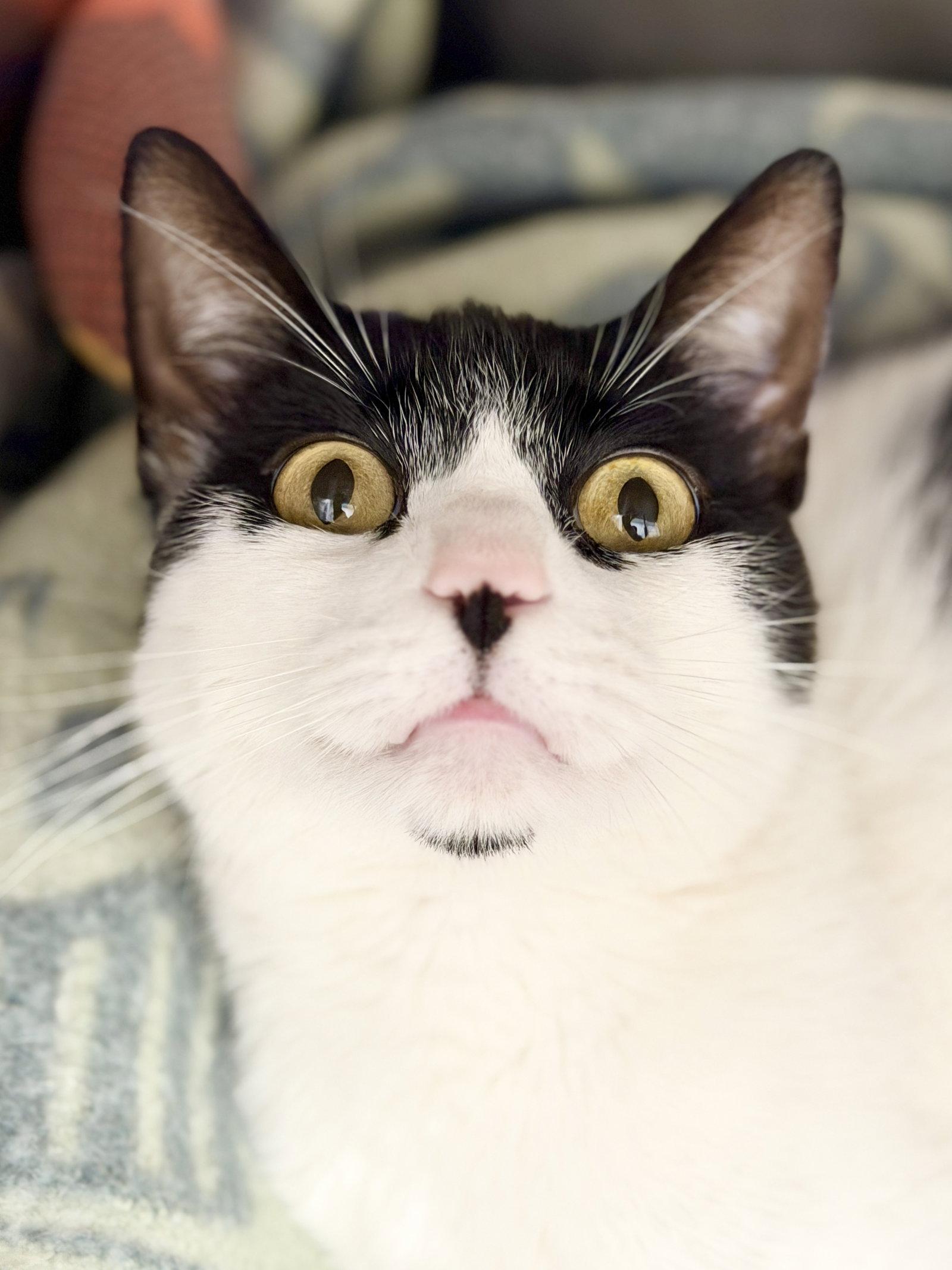 Zorro, a Adoptable Domestic Short Hair in West Cornwall, CT image 2/3