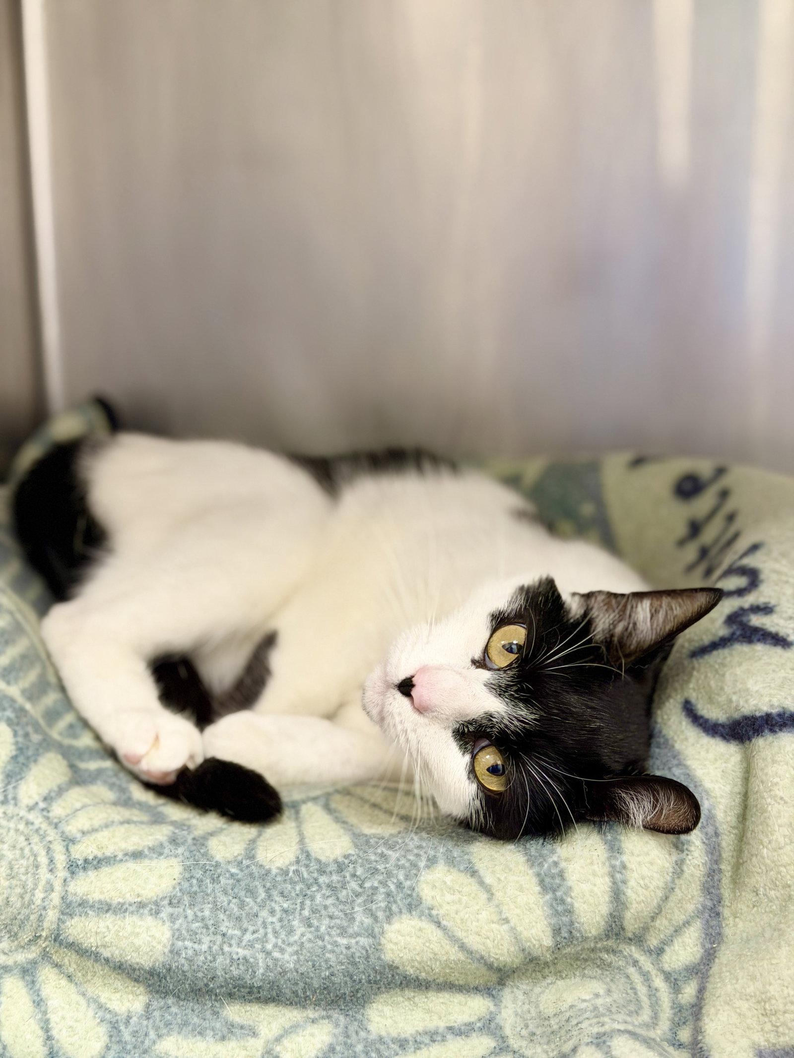 Zorro, a Adoptable Domestic Short Hair in West Cornwall, CT image 3/3