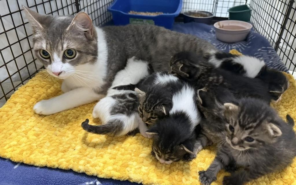 Maddie (blue collar), Adoptable, Kitten Female Domestic Short Hair.