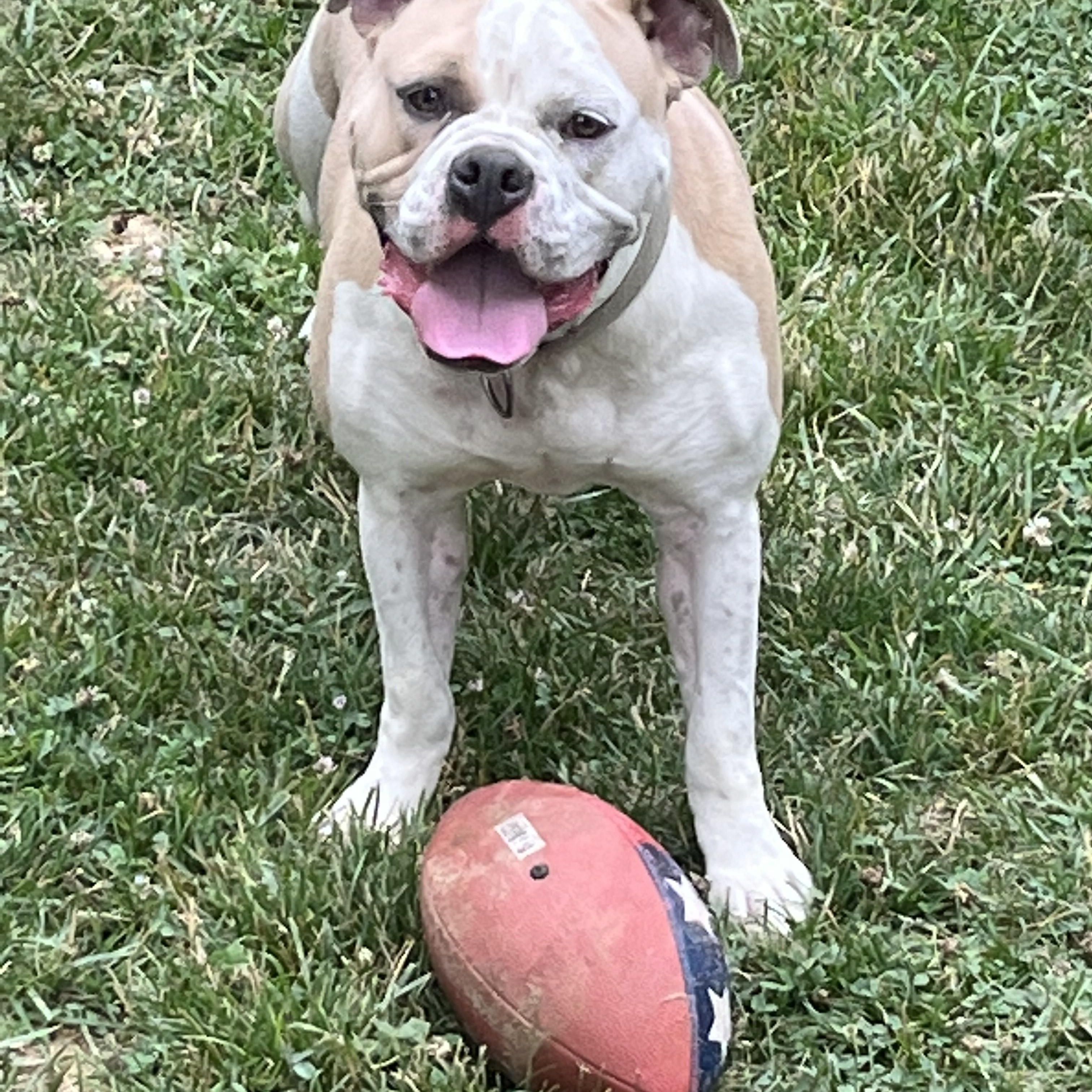 Briggs, a Adoptable Bulldog in Cincinnati, OH image 5/6