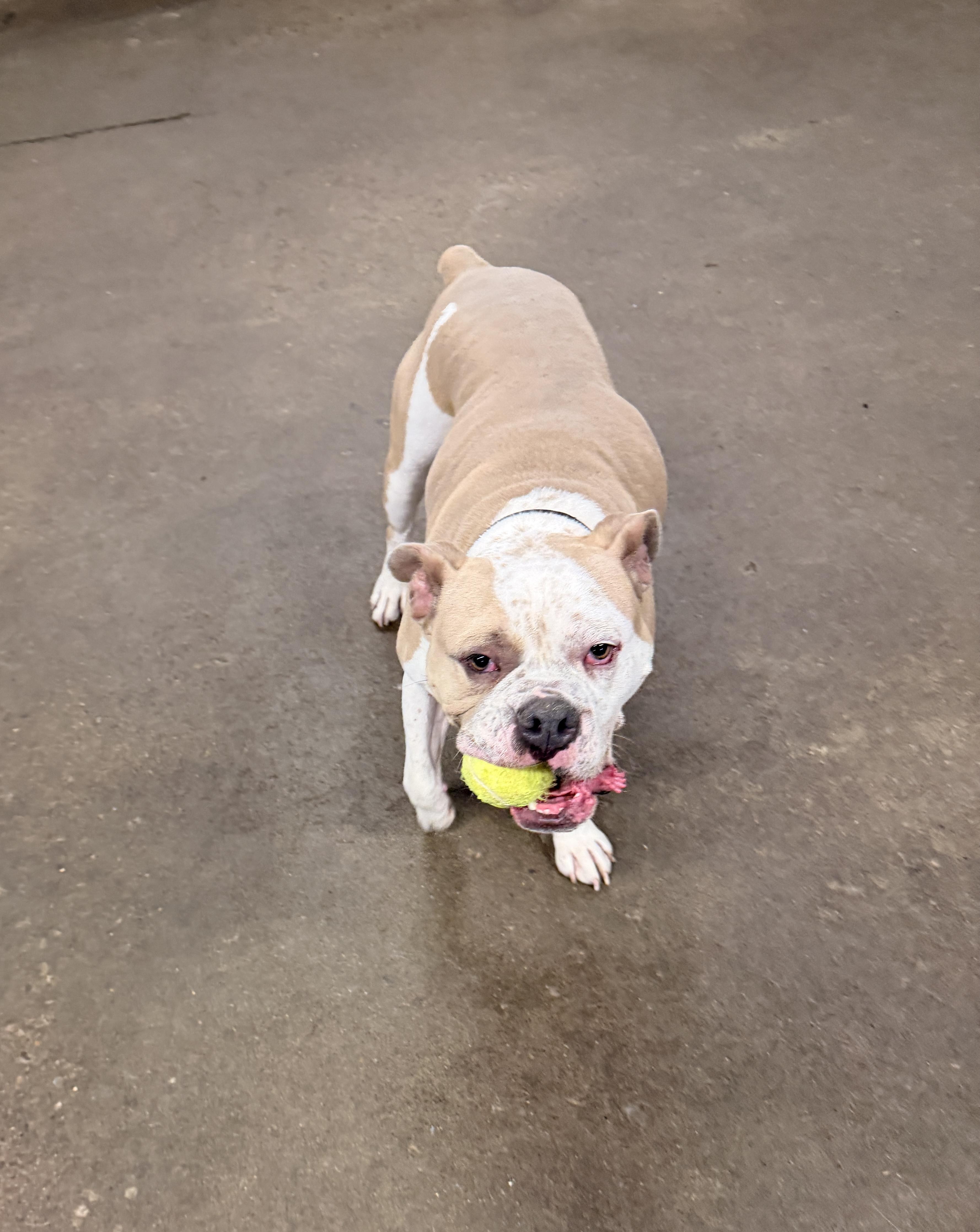 Briggs, a Adoptable Bulldog in Cincinnati, OH image 5/6