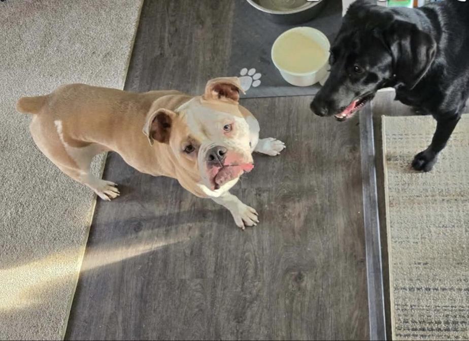 Briggs, a Adoptable Bulldog in Cincinnati, OH image 4/6