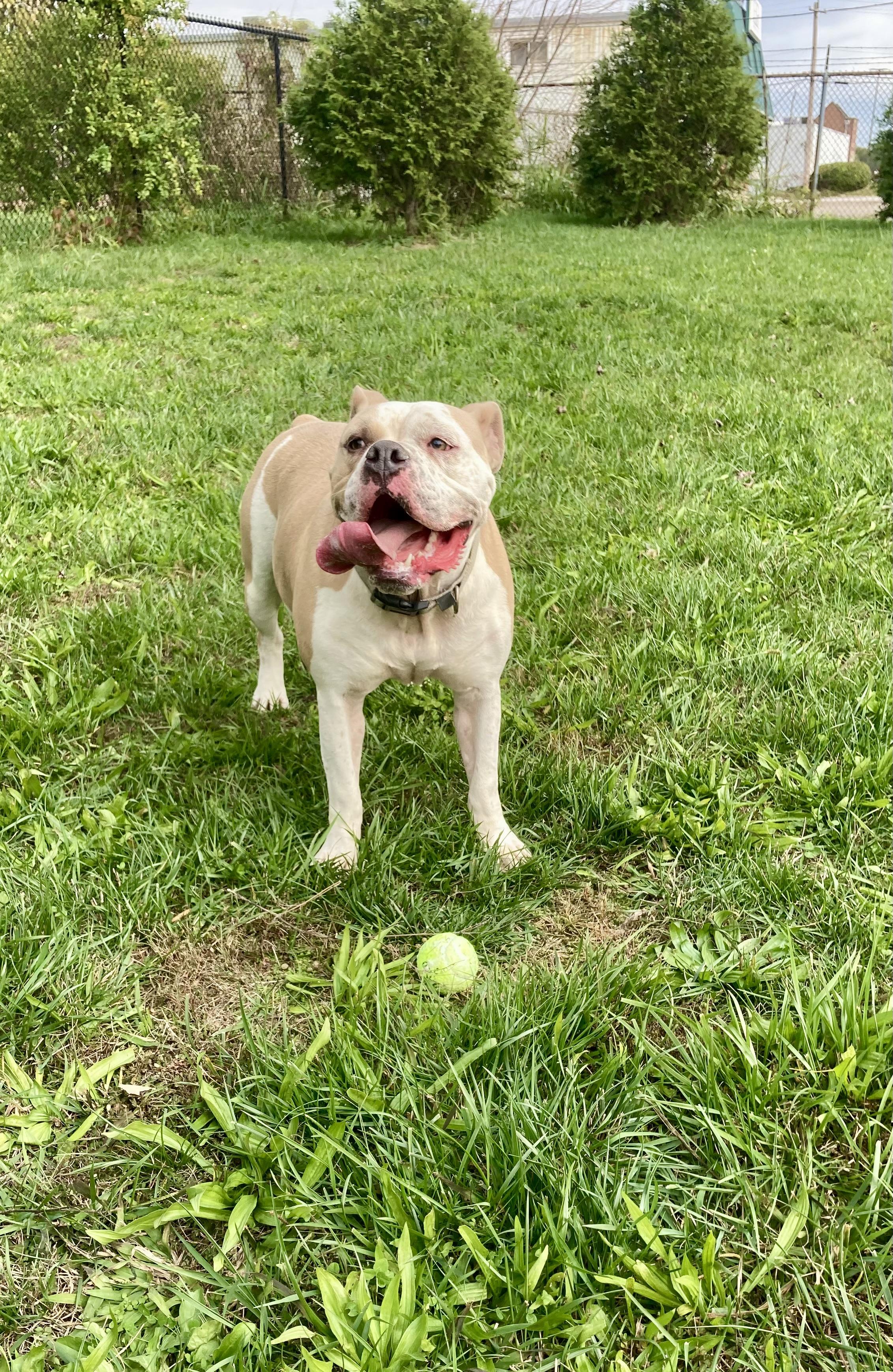 Briggs, Adoptable, Adult Male Bulldog.
