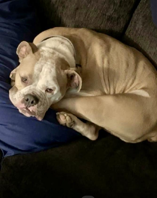 Briggs, a Adoptable Bulldog in Cincinnati, OH image 6/6