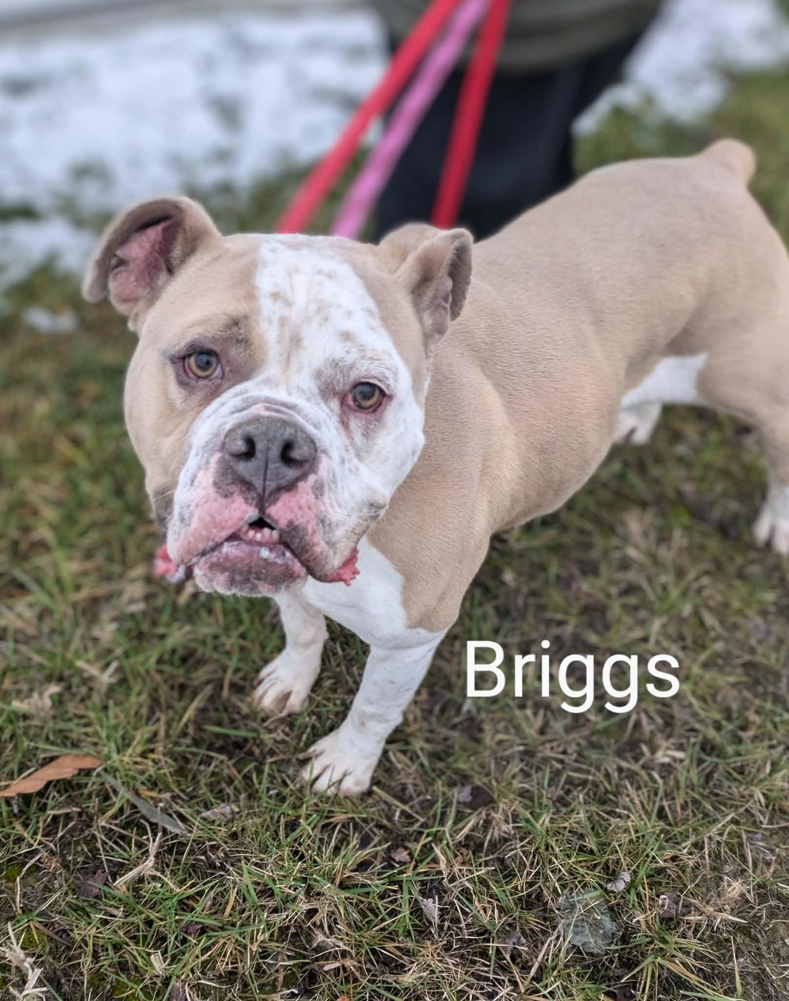 Briggs, a Adoptable Bulldog in Cincinnati, OH image 2/6