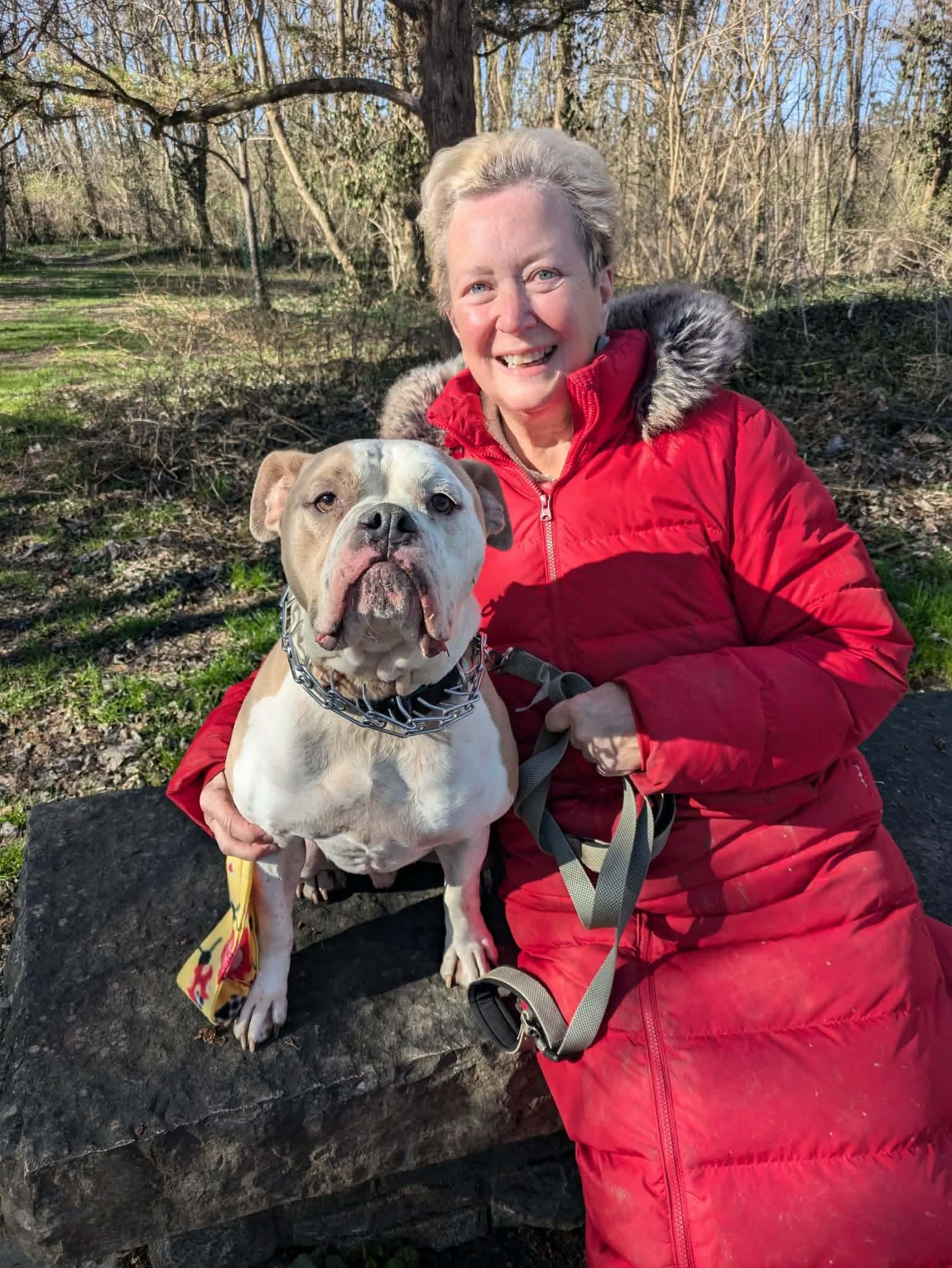 Briggs, a Adoptable Bulldog in Cincinnati, OH image 3/6