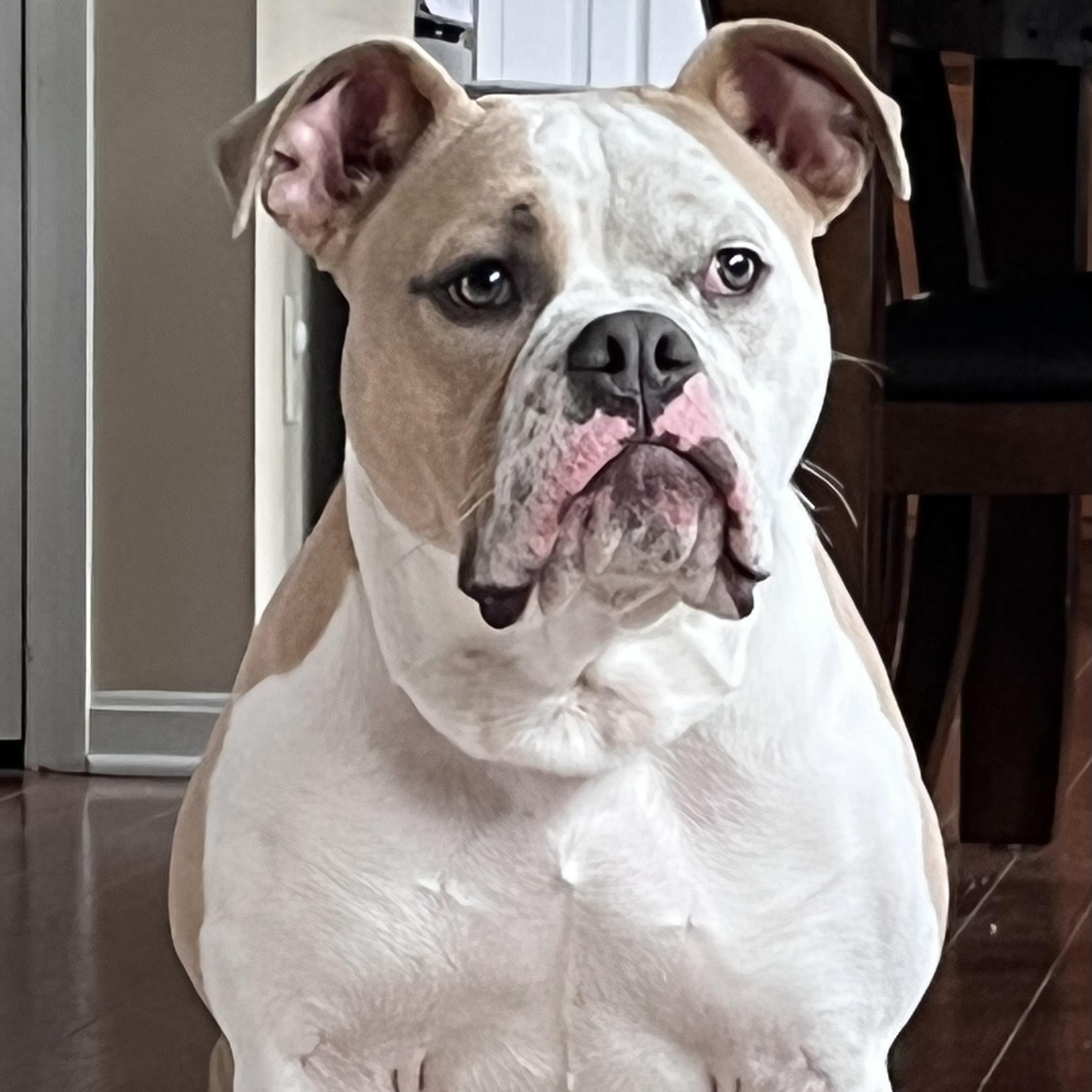 Briggs, a Adoptable Bulldog in Cincinnati, OH image 4/6