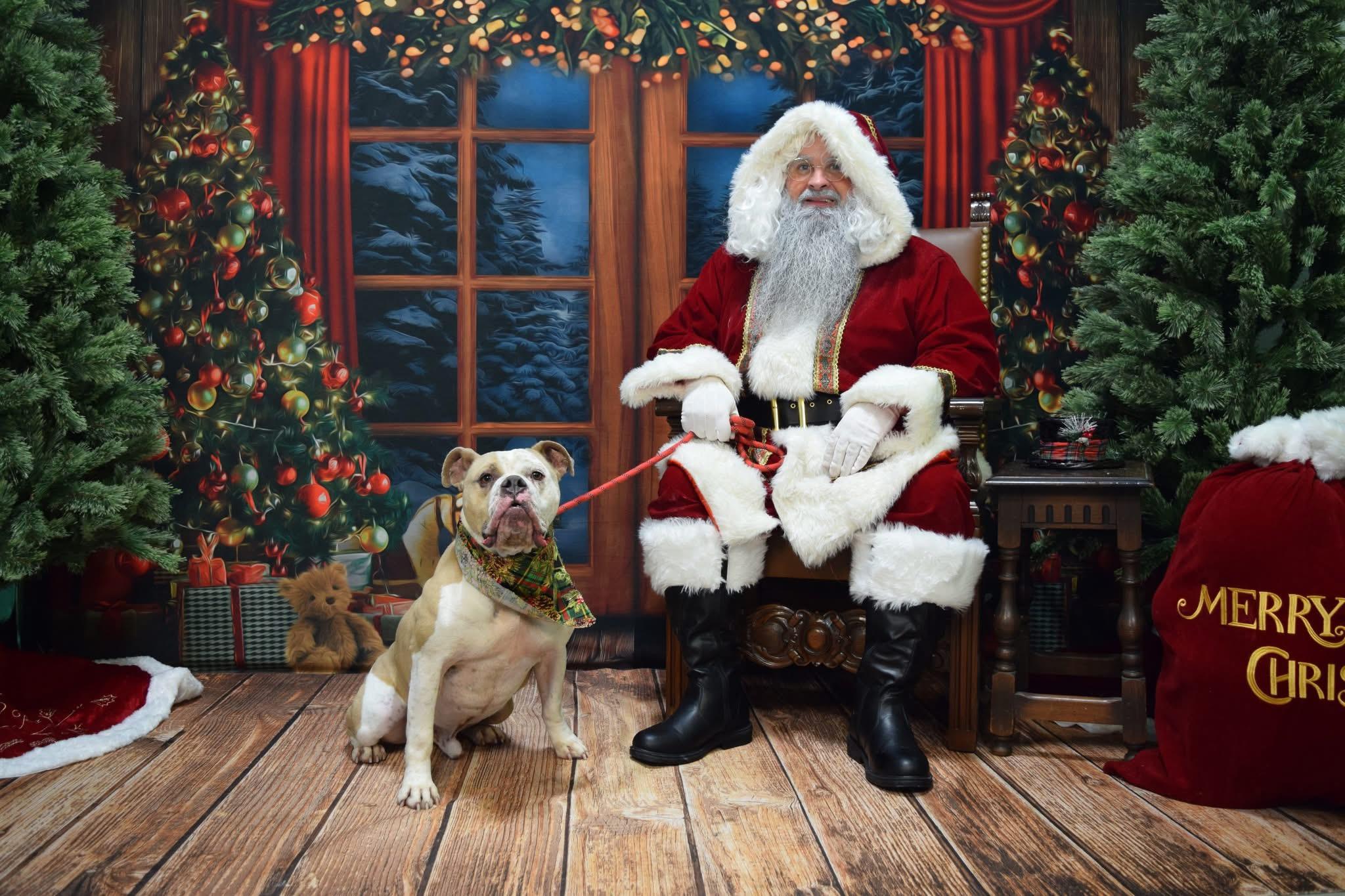 Briggs, a Adoptable Bulldog in Cincinnati, OH image 3/6