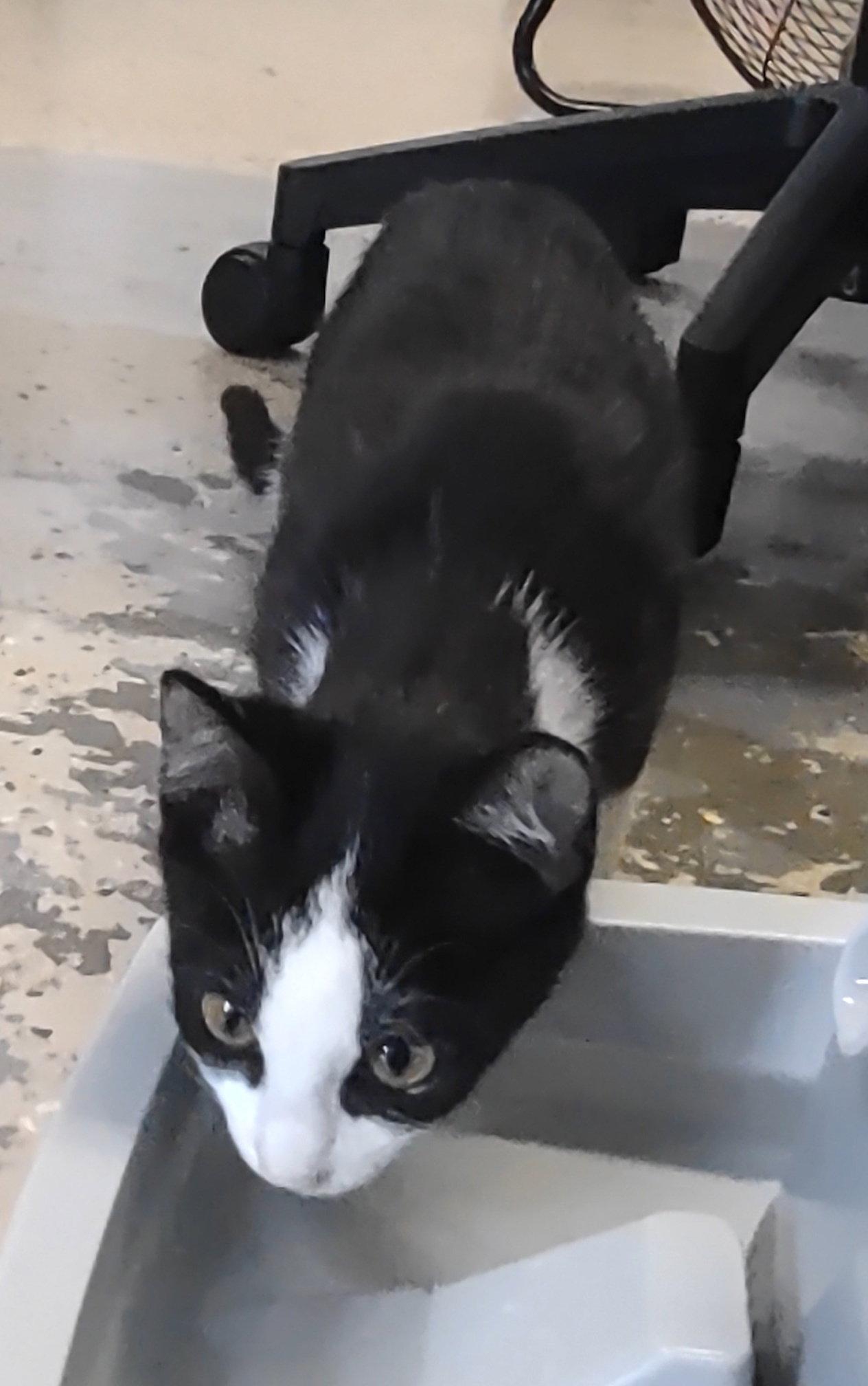Morana, Adoptable, Kitten Female Domestic Short Hair.