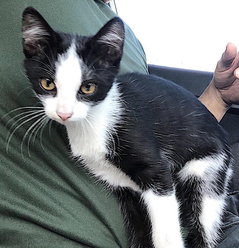 Enlarge Morana, a Adoptable Domestic Short Hair in Albemarle, NC image 2/3