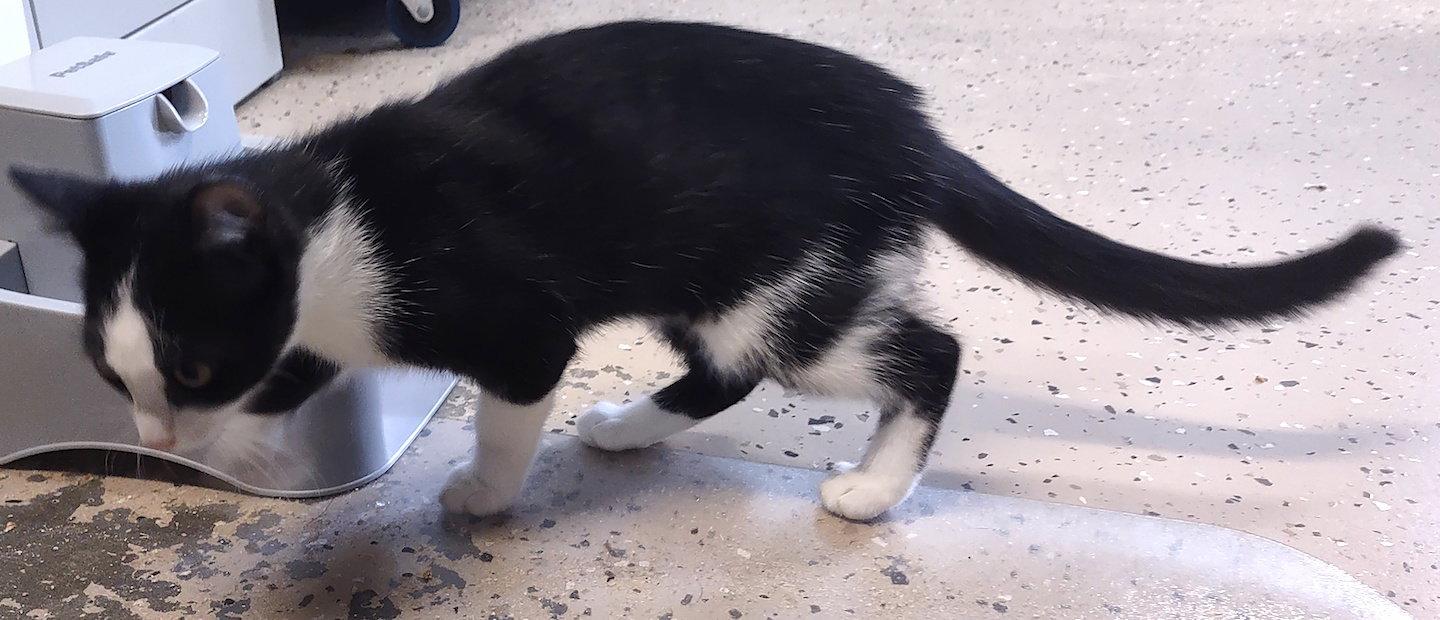 Enlarge Morana, a Adoptable Domestic Short Hair in Albemarle, NC image 3/3