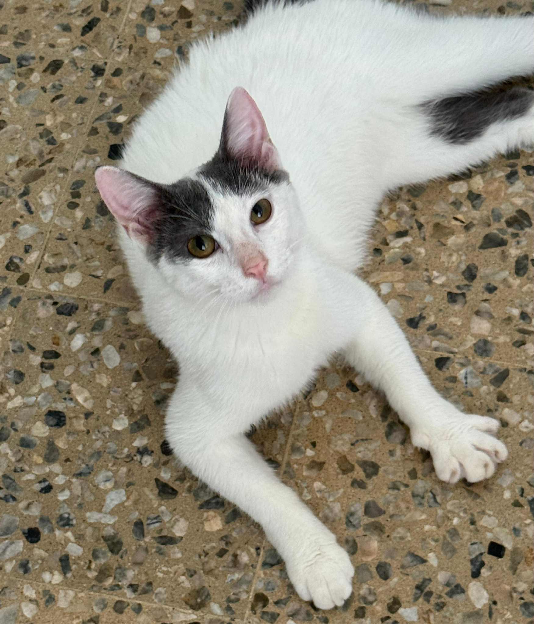 Cameron, a ADOPTABLE Domestic Short Hair in Warren, NJ image 2/4