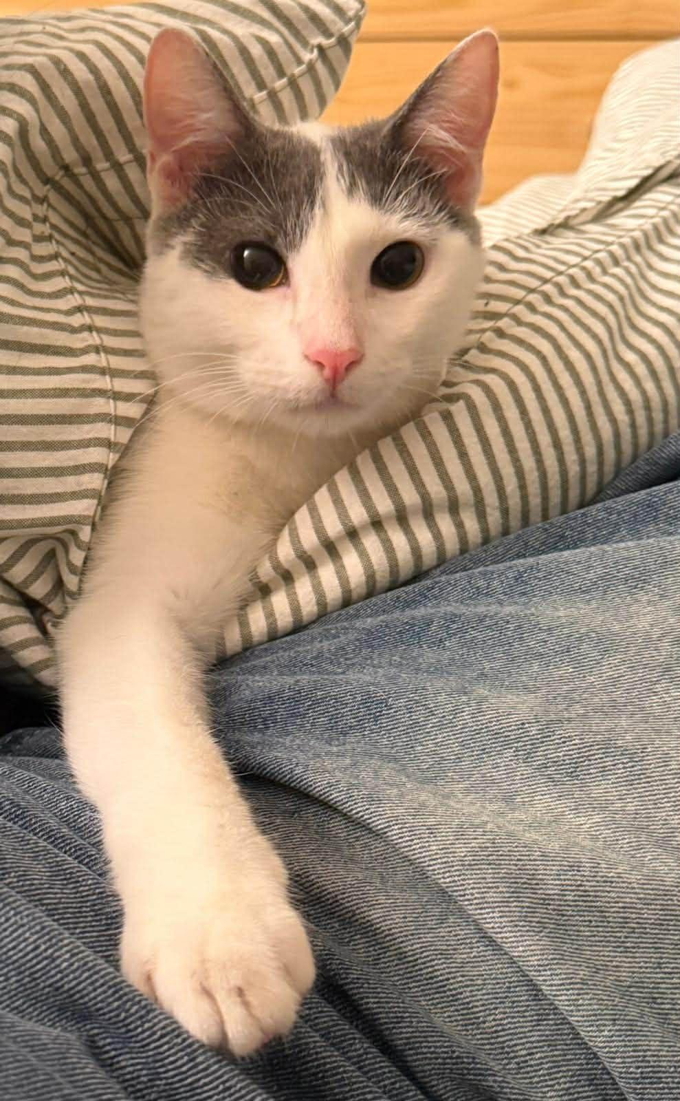 Cameron, a ADOPTABLE Domestic Short Hair in Warren, NJ image 3/4