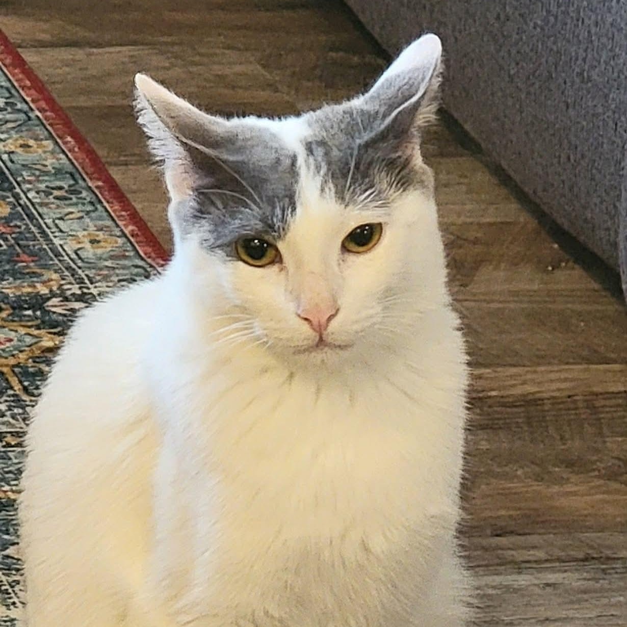 Cameron, a ADOPTABLE Domestic Short Hair in Warren, NJ image 1/4