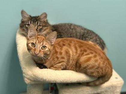 Yale, Adoptable, Kitten Female Domestic Short Hair & Domestic Short Hair.