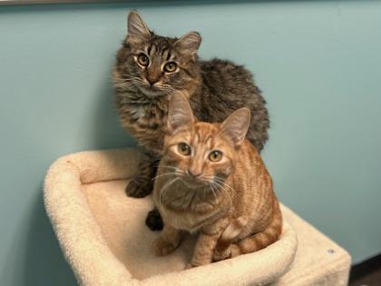 Enlarge Yale, a Adoptable Domestic Short Hair in Phoenix, AZ image 2/3