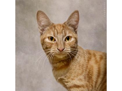 Enlarge Yale, a Adoptable Domestic Short Hair in Phoenix, AZ image 3/3