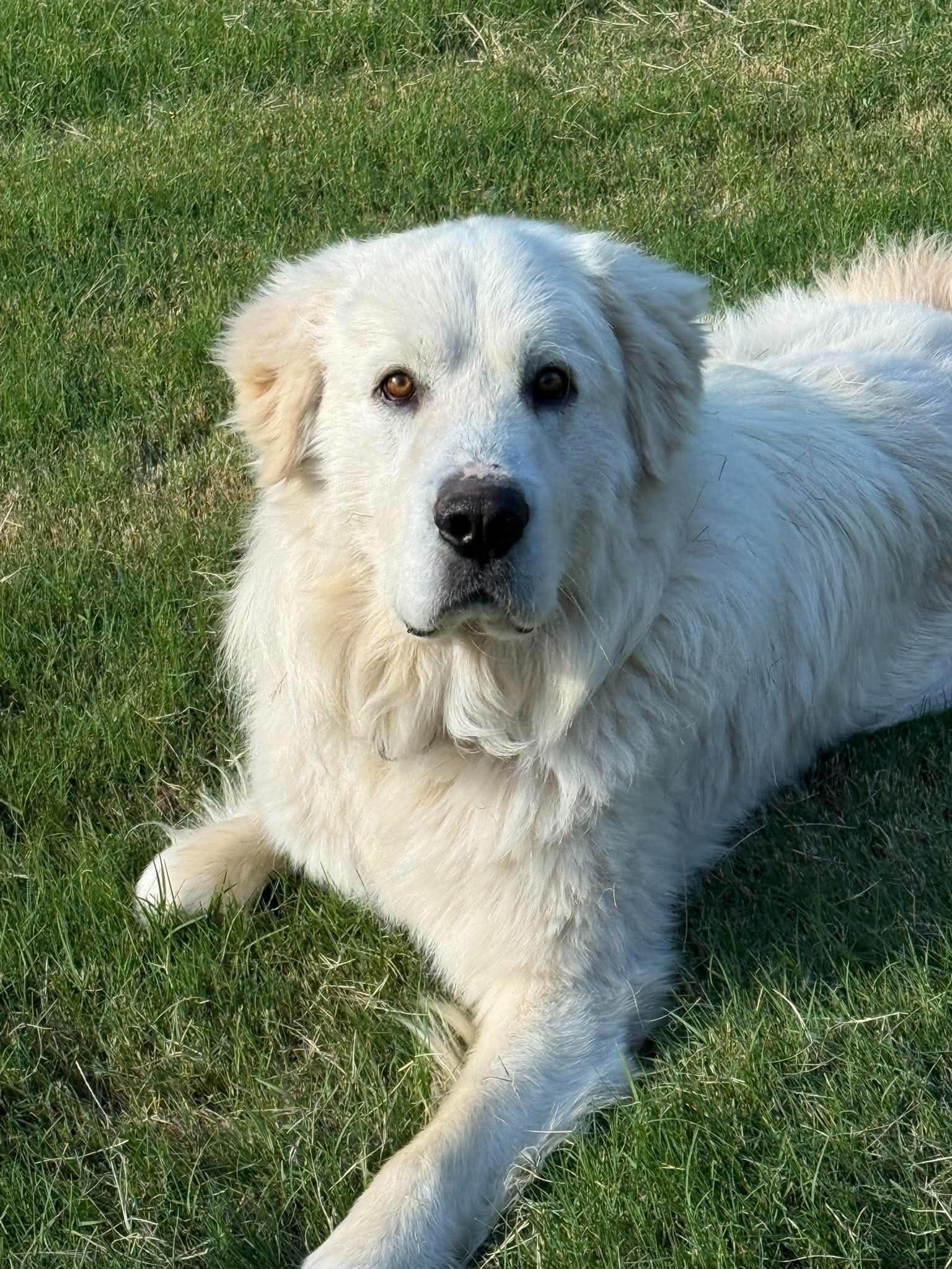Enlarge Alioth, an adopted Great Pyrenees in Kiowa, OK image 5/6