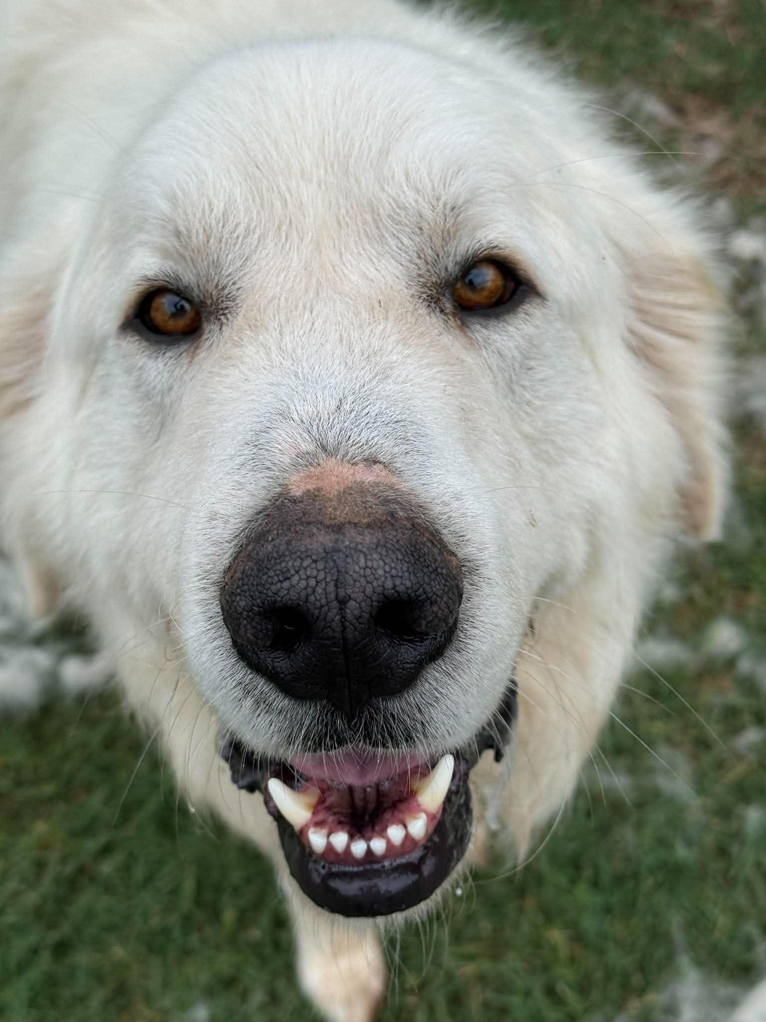 Enlarge Alioth, an adopted Great Pyrenees in Kiowa, OK image 1/6