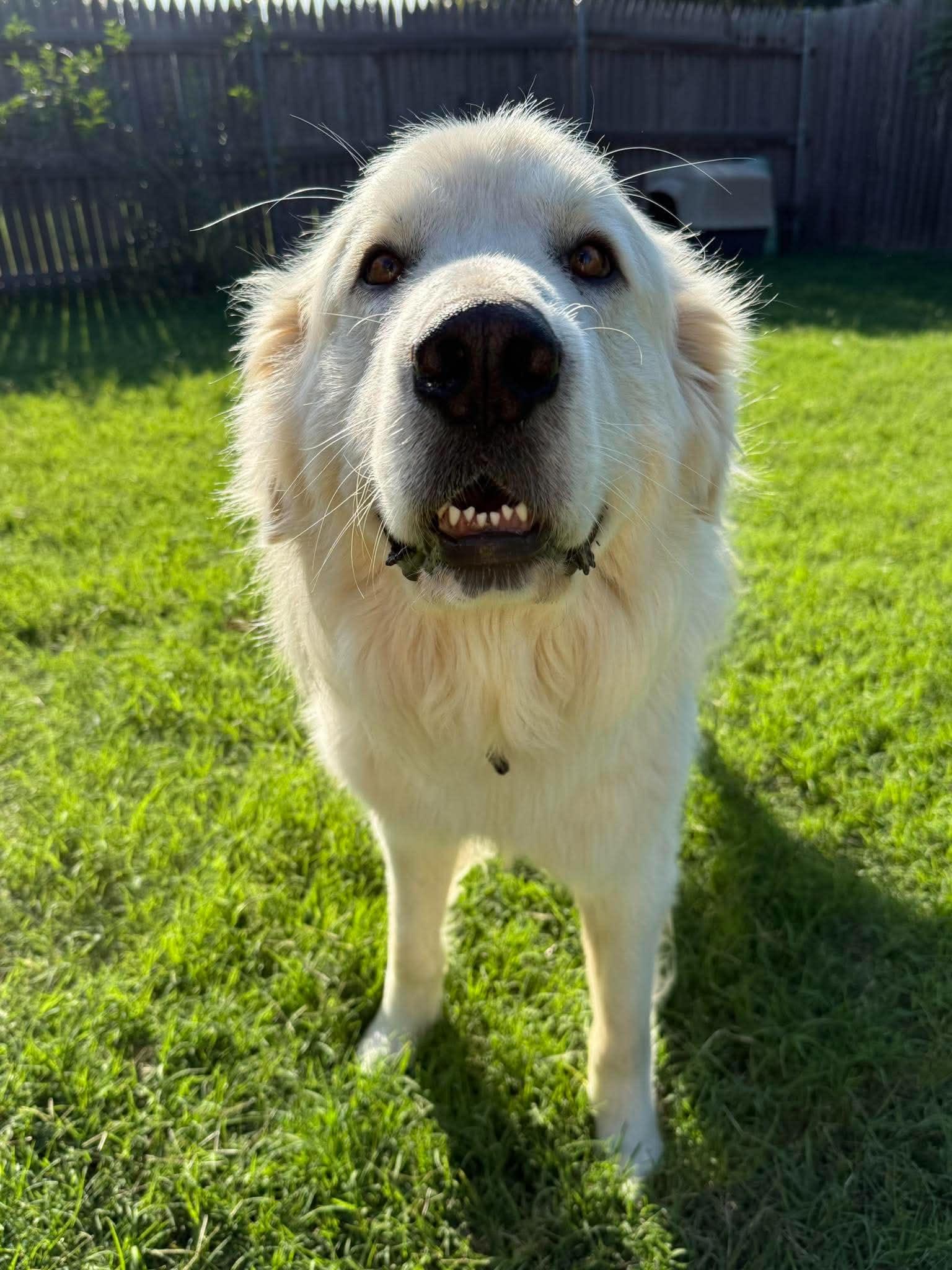 Enlarge Alioth, an adopted Great Pyrenees in Kiowa, OK image 2/6