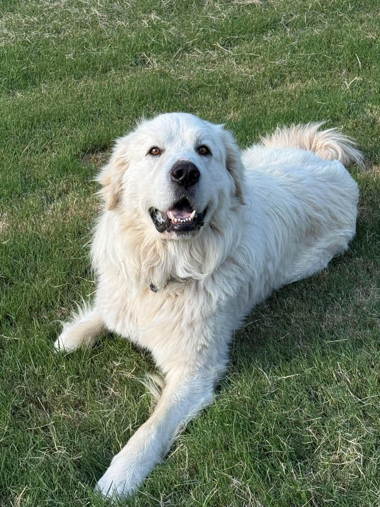 Enlarge Alioth, an adopted Great Pyrenees in Kiowa, OK image 6/6