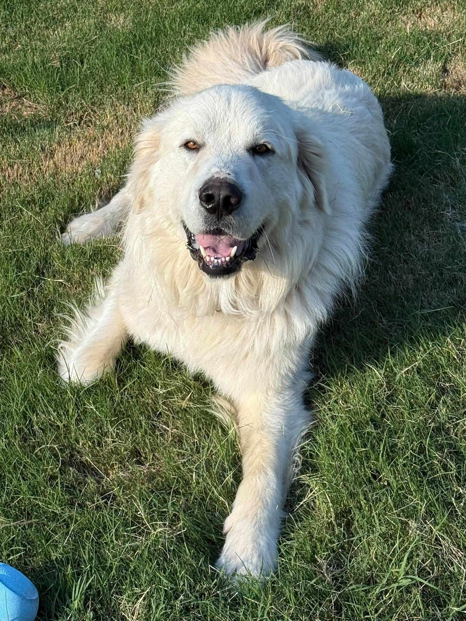 Enlarge Alioth, an adopted Great Pyrenees in Kiowa, OK image 3/6