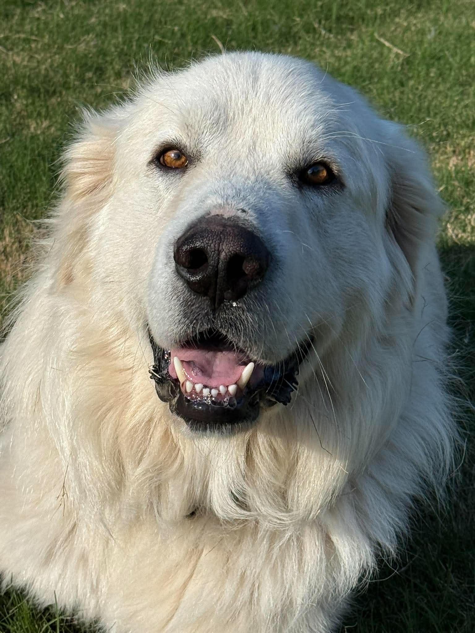 Enlarge Alioth, an adopted Great Pyrenees in Kiowa, OK image 4/6