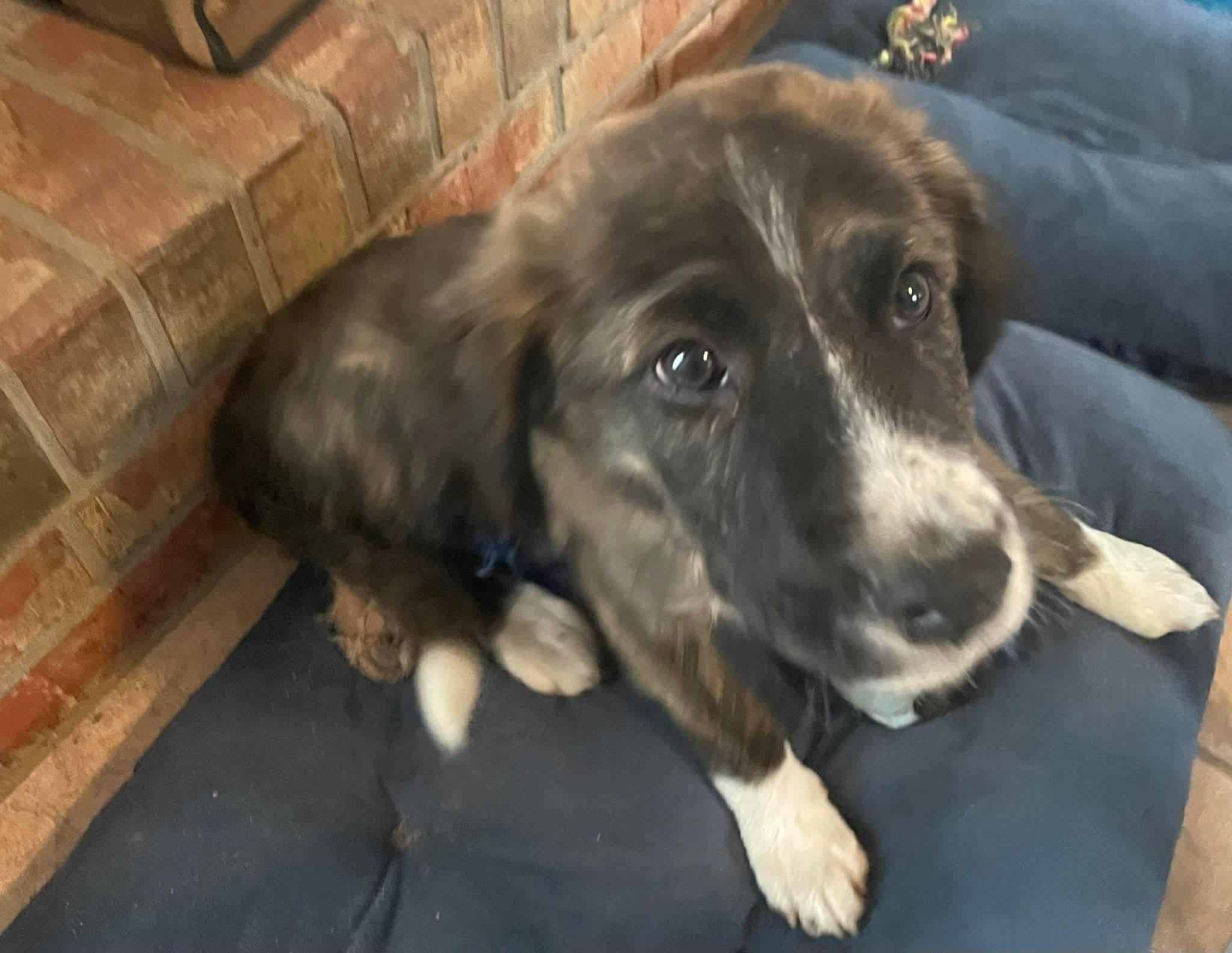 Enlarge Bruno, an adopted mixed breed in Pensacola, FL image 3/3