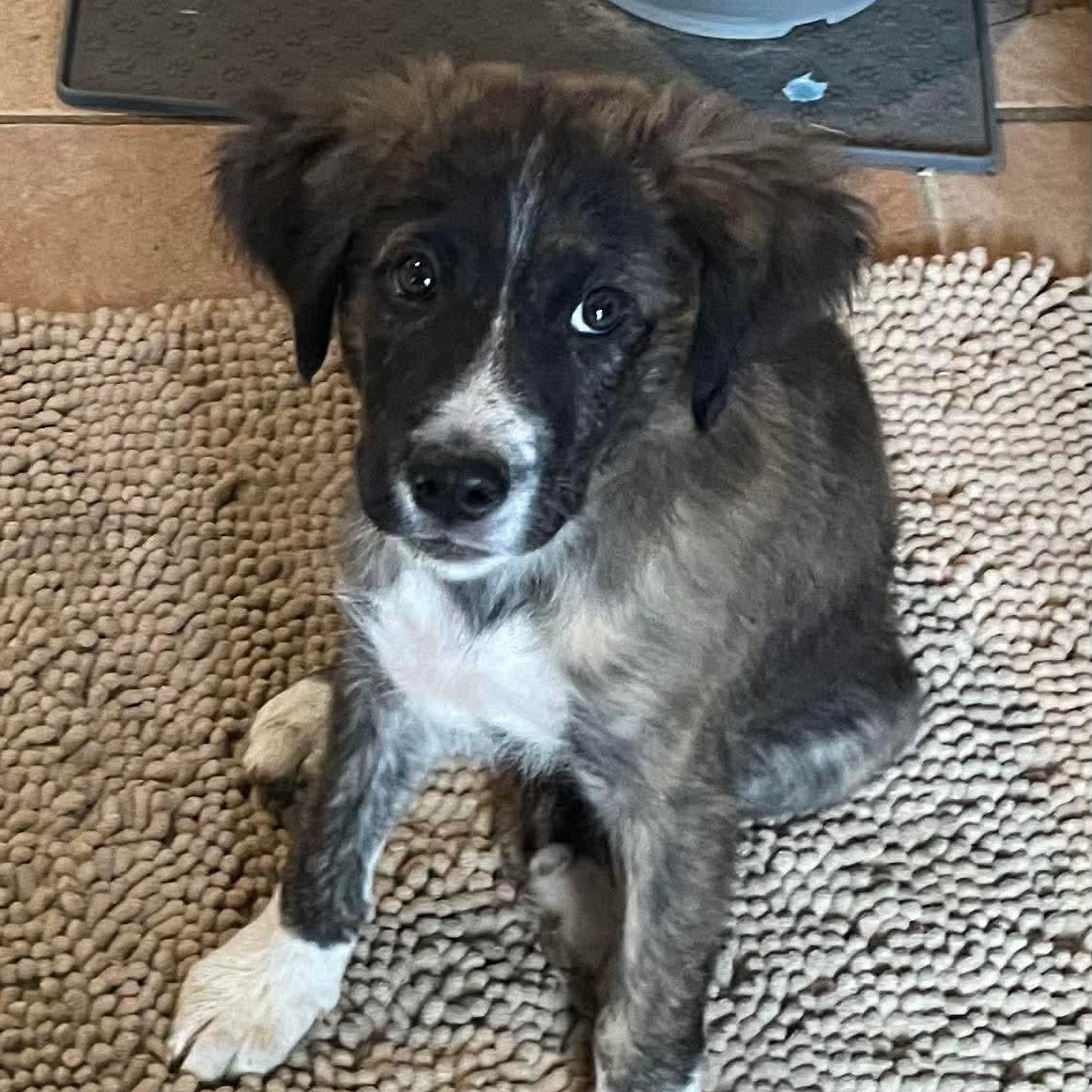 Enlarge Bruno, an adopted mixed breed in Pensacola, FL image 1/3