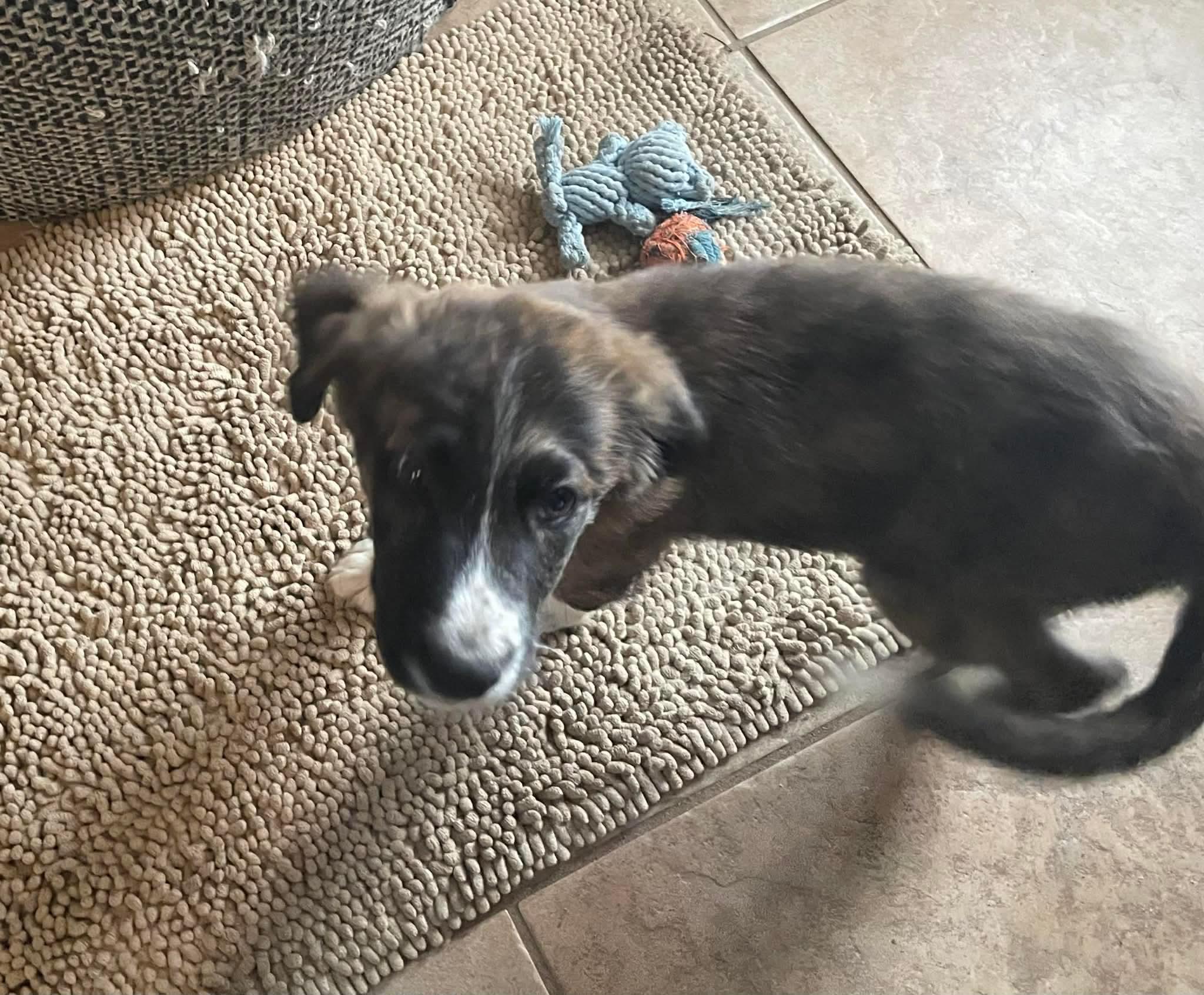 Enlarge Bruno, an adopted mixed breed in Pensacola, FL image 2/3