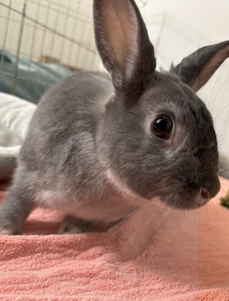 Enlarge Floppy, a Adoptable Bunny Rabbit in Longwood, FL image 2/3