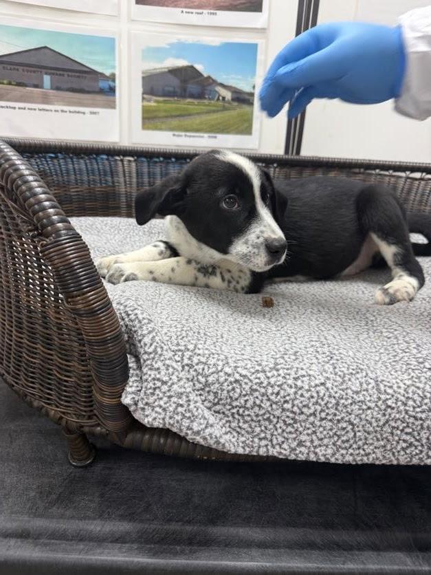 Stefan, a Adoptable mixed breed in Neillsville, WI image 5/6