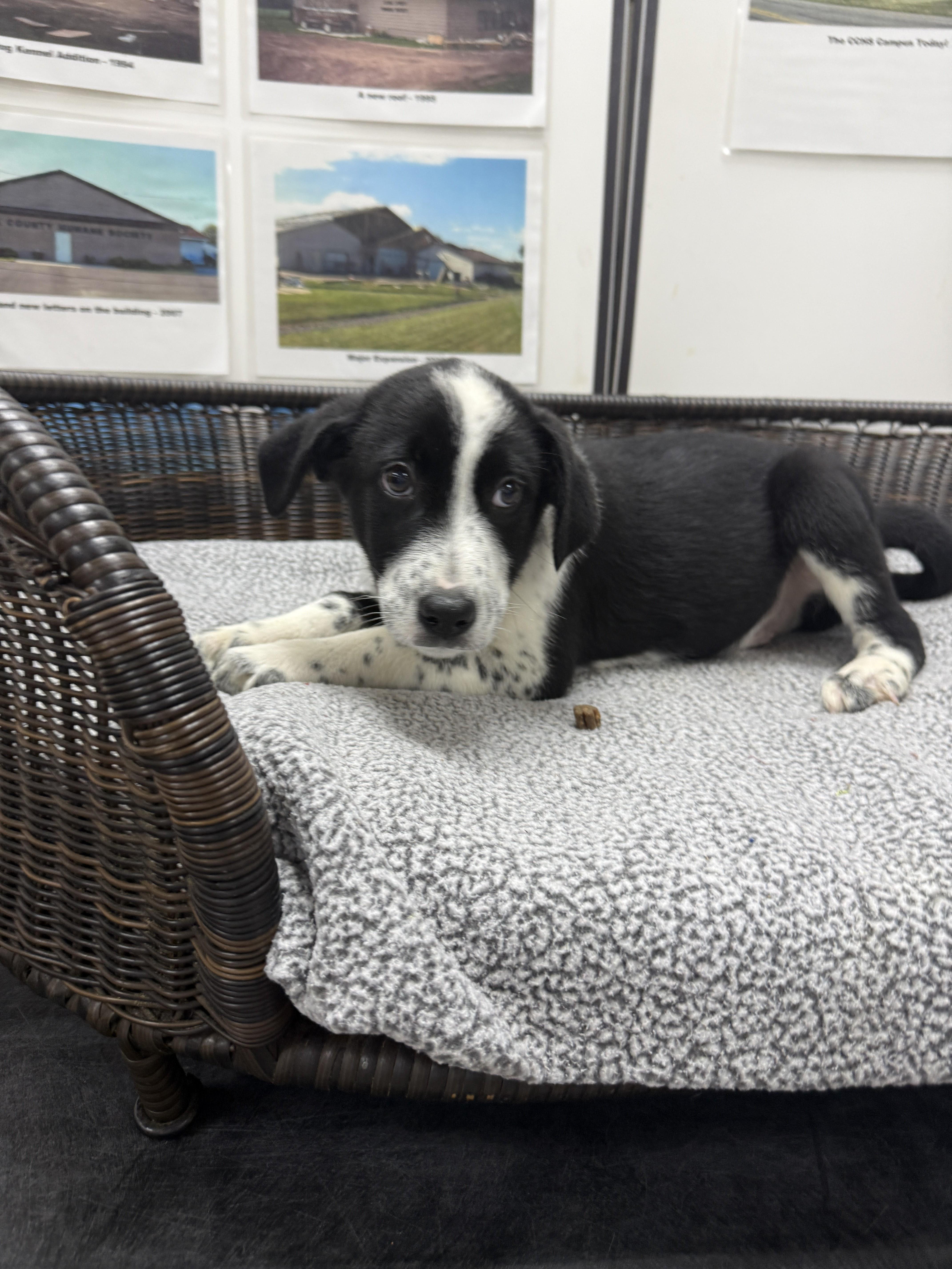 Stefan, a Adoptable mixed breed in Neillsville, WI image 3/6