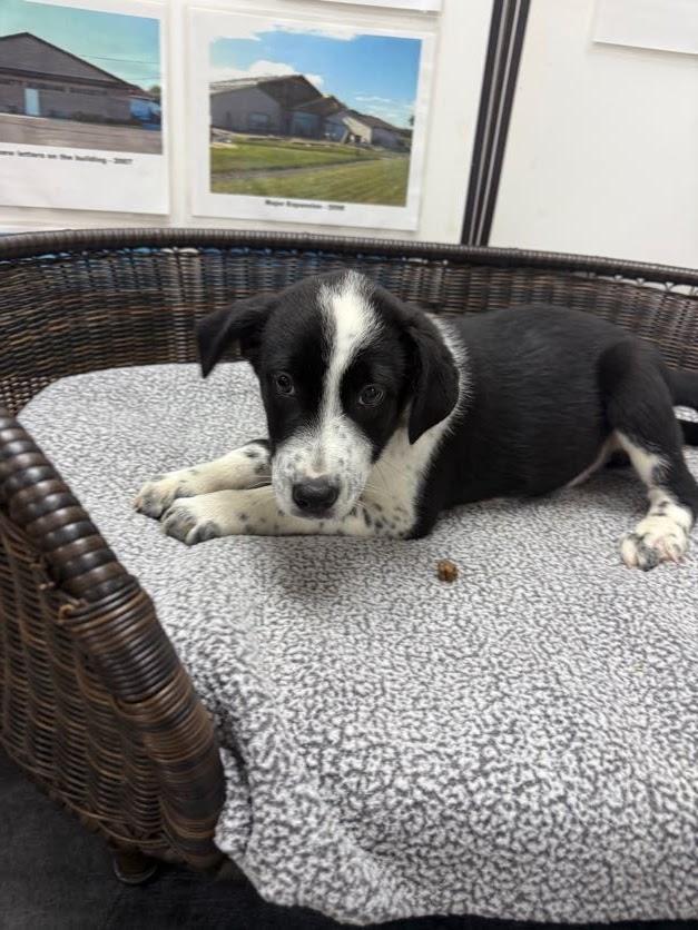 Stefan, Adoptable, Puppy Male Labrador Retriever & Cattle Dog.