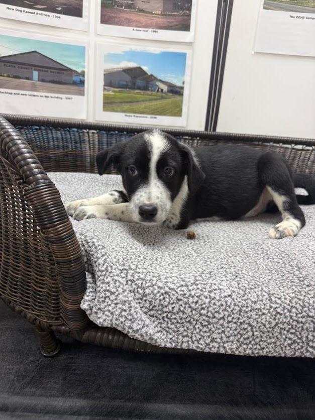 Stefan, a Adoptable mixed breed in Neillsville, WI image 2/6