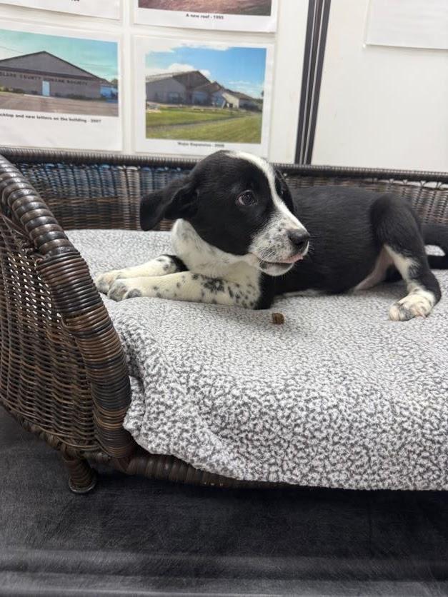 Stefan, a Adoptable mixed breed in Neillsville, WI image 4/6