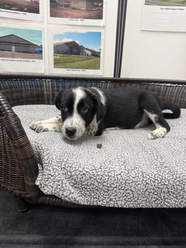 Stefan, a Adoptable mixed breed in Neillsville, WI image 6/6