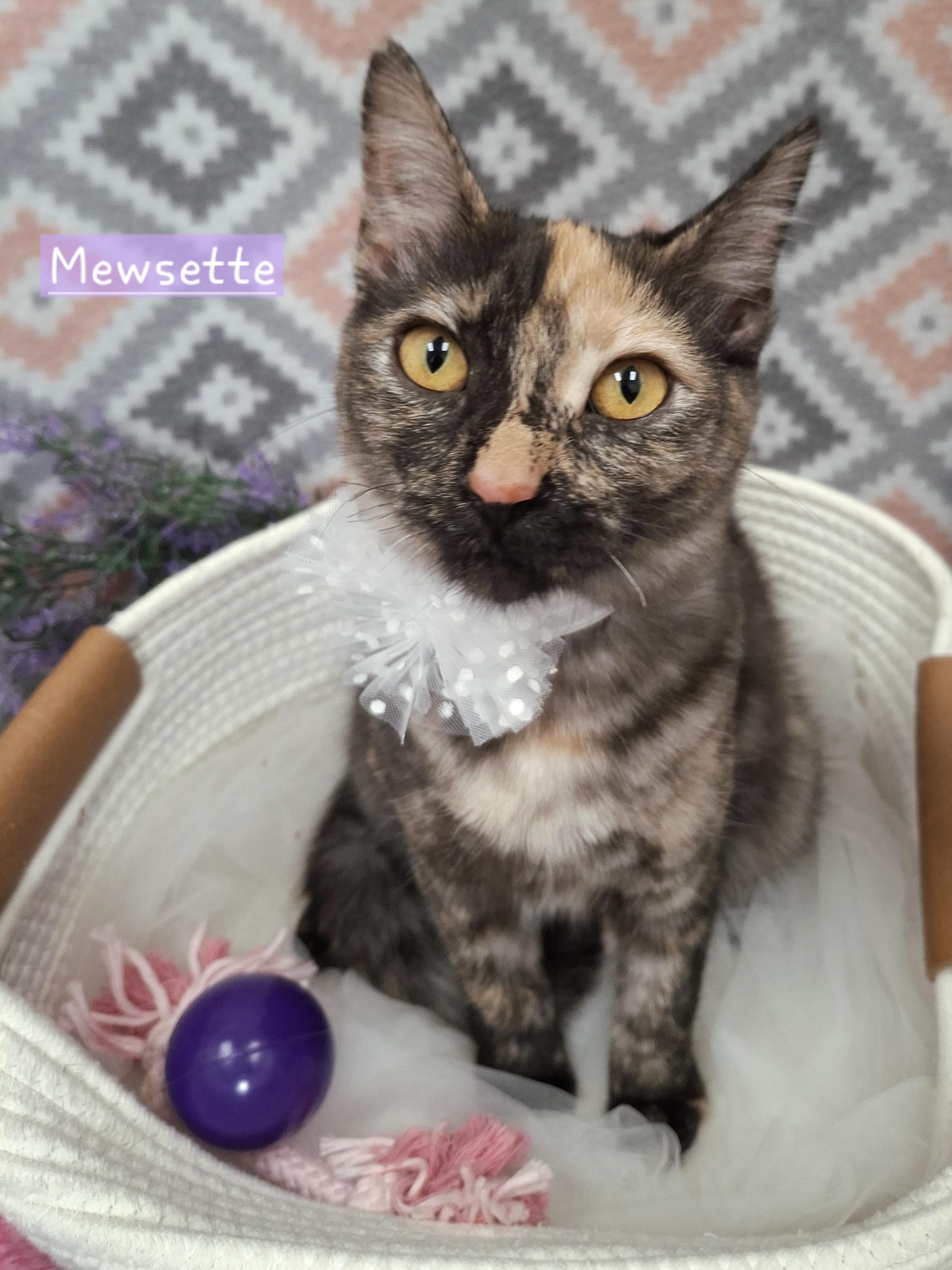 :::Mewzette:::, adopted, Kitten Female Domestic Short Hair & Tortoiseshell.