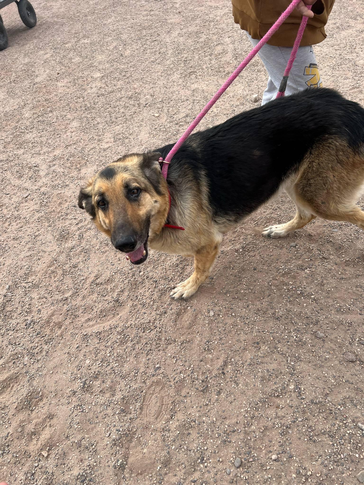Bonnie, a Adoptable German Shepherd Dog in Deming, NM image 2/5