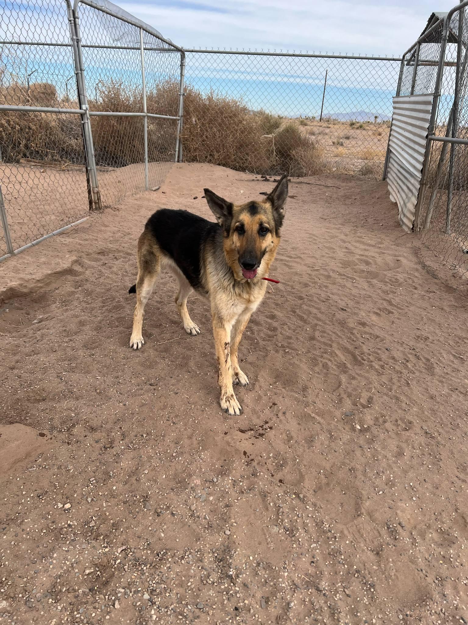 Bonnie, a Adoptable German Shepherd Dog in Deming, NM image 3/5