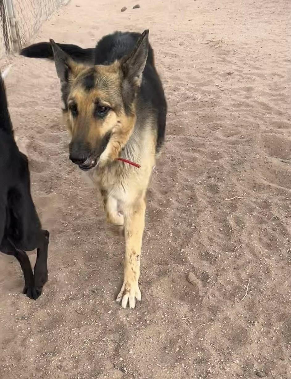 Enlarge Bonnie, a Adoptable German Shepherd Dog in Deming, NM image 2/5
